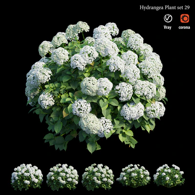 Hydrangea Plant set 29 — Ver 1