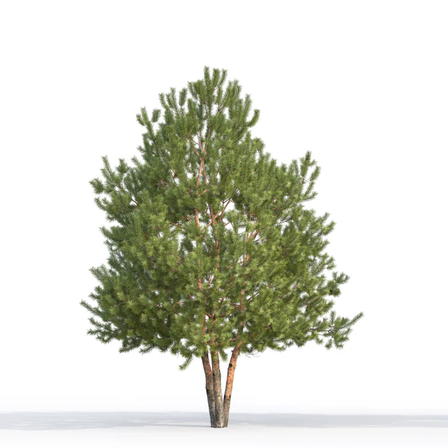 Pine — Descargar