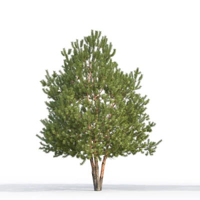 Pine — Ver 4