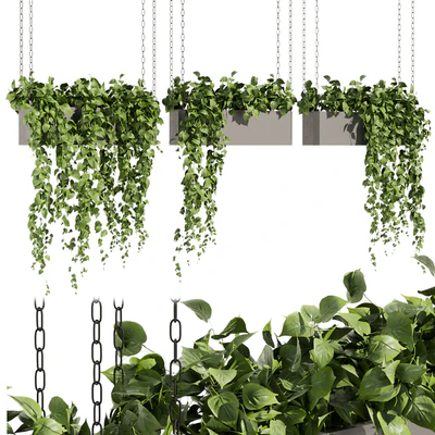 Collection plant vol 470 - ampelous - hanging - pothos — Вид 1