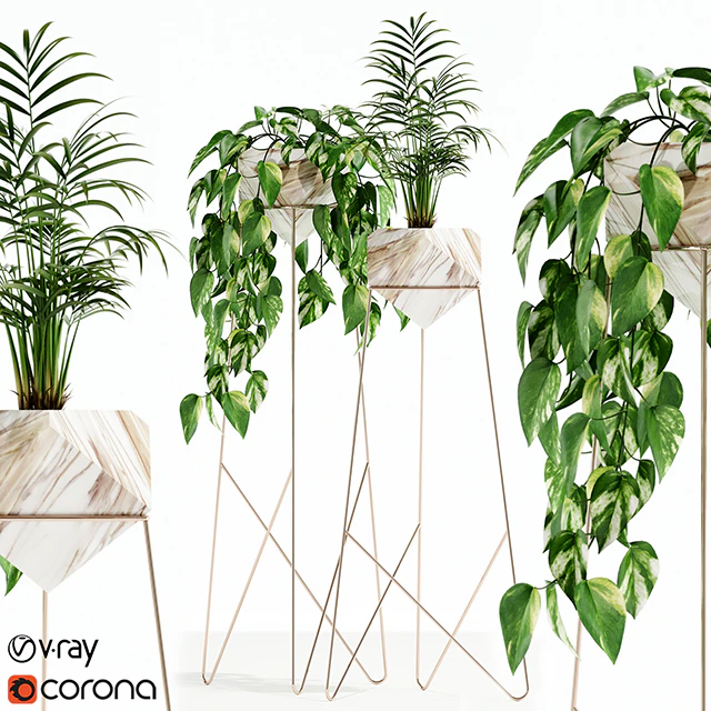Plants collection 140 Jade — Descargar