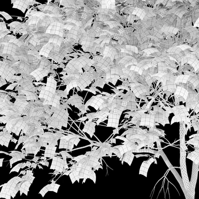 Acer platanoides (autumn) — Ver 5
