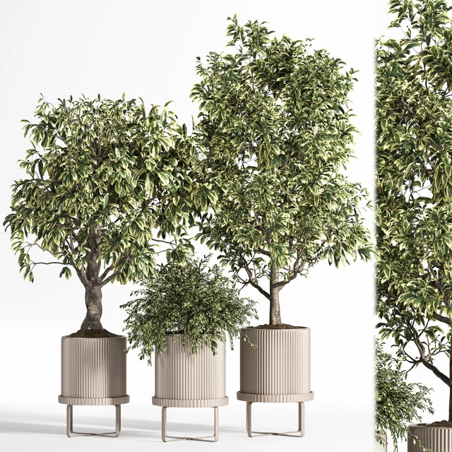 Indoor Plant Set 11 (Benjamin) — Descargar