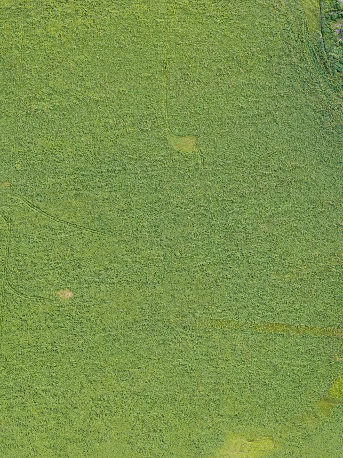 field summer 001 — Descargar