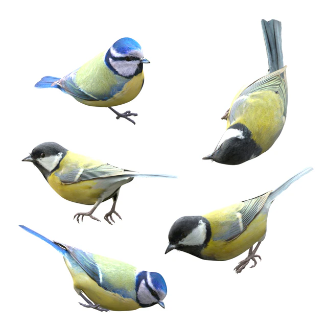 Great Tits and Blue Tits at bird feeder — Скачать