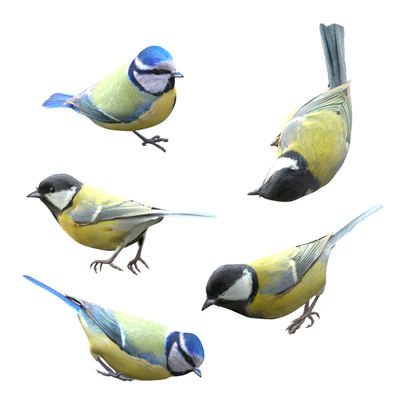 Great Tits and Blue Tits at bird feeder — Вид 2