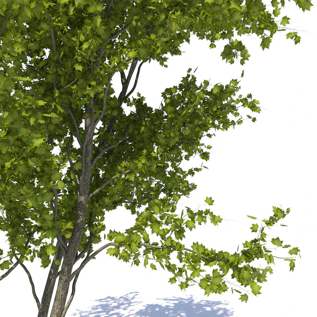 Urban Maple Tree — Descargar