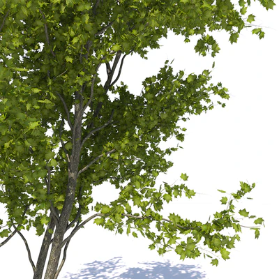 Urban Maple Tree — Ver 4