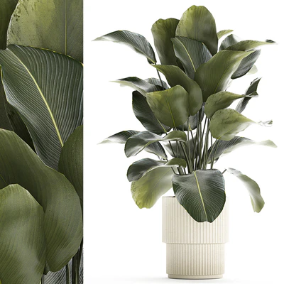 Beautiful exotic plant in a white flower pot Calathea lutea, Strelitzia bush. 1263 — View 1