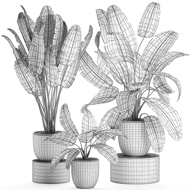 A collection of beautiful lush plants in black pots with strelitzia, banana palm, ravenala. Set 587. — Descargar
