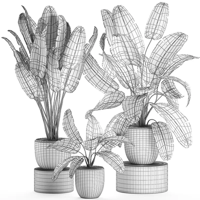 A collection of beautiful lush plants in black pots with strelitzia, banana palm, ravenala. Set 587. — Ver 4