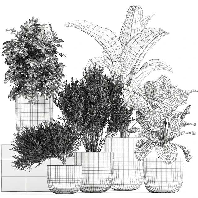 Collection of small plants and trees in black pots with Banana palm, Calathea lutea, bush, Scheffler. Set 804 — Descargar