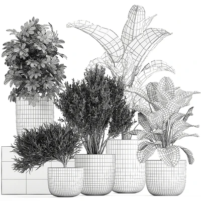 Collection of small plants and trees in black pots with Banana palm, Calathea lutea, bush, Scheffler. Set 804 — Ver 3