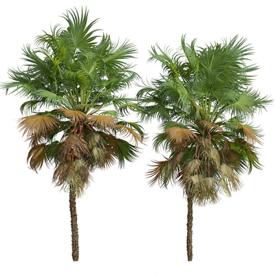 Acoelorrhaphe Wrightii and Borassus Flabellifer and Areca Catechu Decorative Garden Fruit — Ver 4