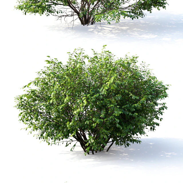 Euonymus # 4 (Summer) — Descargar