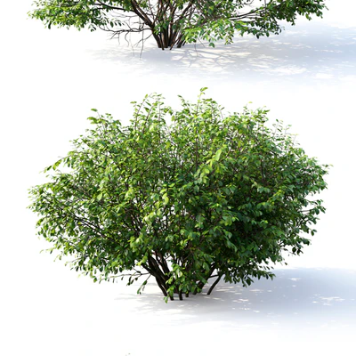 Euonymus # 4 (Summer) — Ver 3