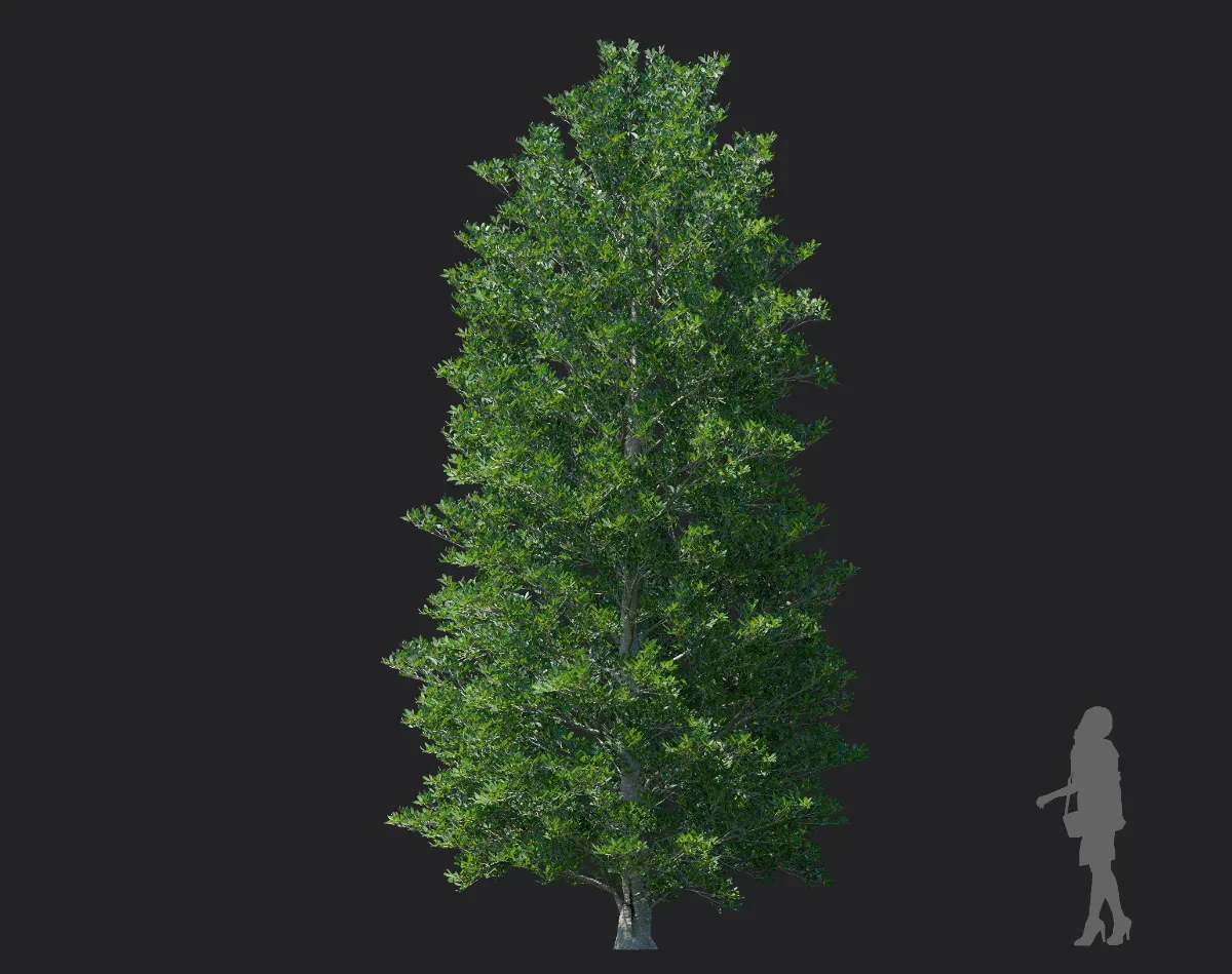 ternstroemia gymnanthera 001 — Скачать