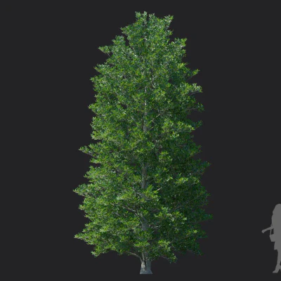 ternstroemia gymnanthera 001 — download