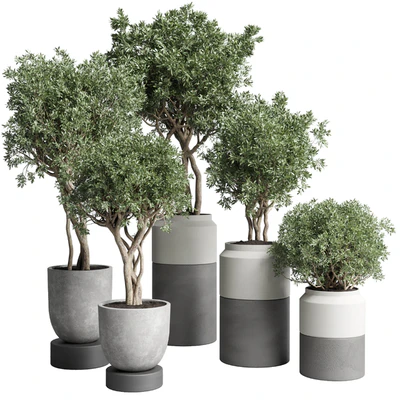 Collection Indoor plant 189 concrete dirt vase pot Tree — Ver 1