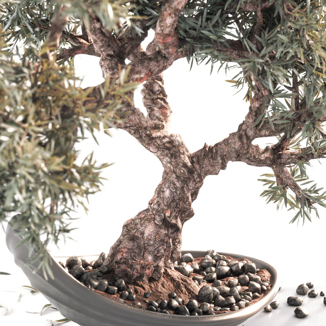 Household olive plant — Скачать