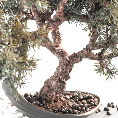 Household olive plant — Вид 5