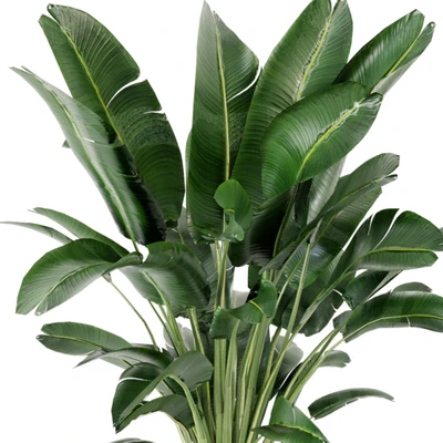 Indoor Plants Collection - Set 009 — Вид 3