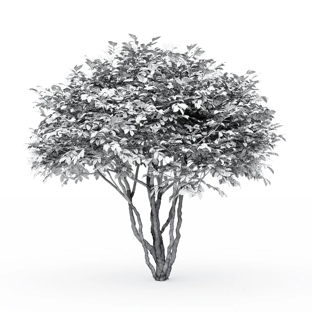 Euonymus — Descargar