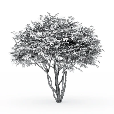 Euonymus — Ver 2