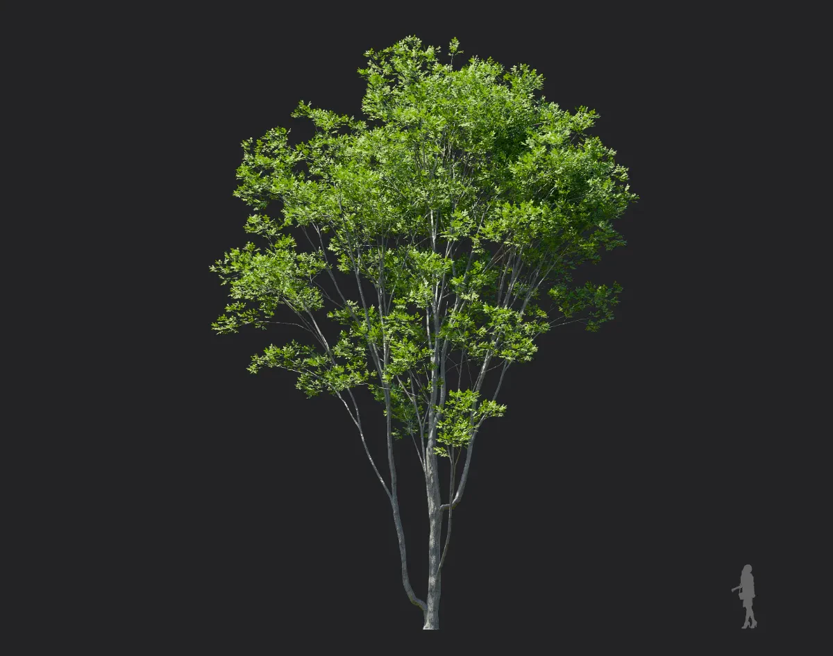 fraxinus rhynchophylla 002 — Descargar