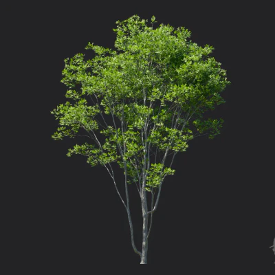 fraxinus rhynchophylla 002 — Descargar