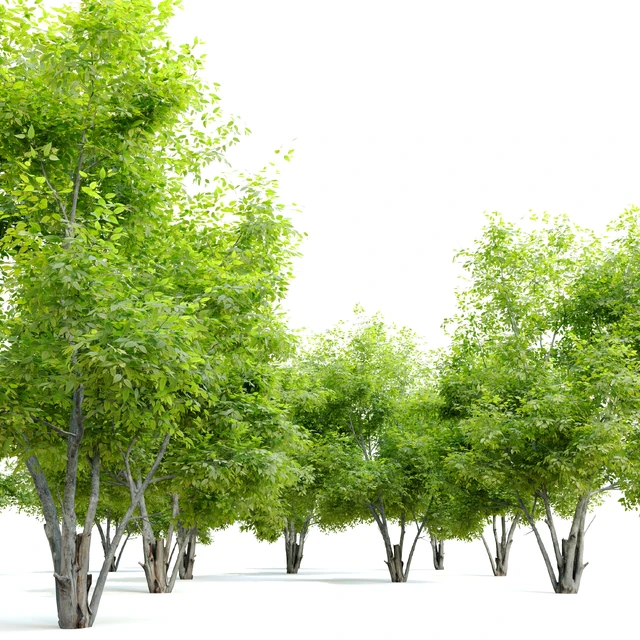 Alee chinese elm (Ulmus parvifolia Allee) — Descargar