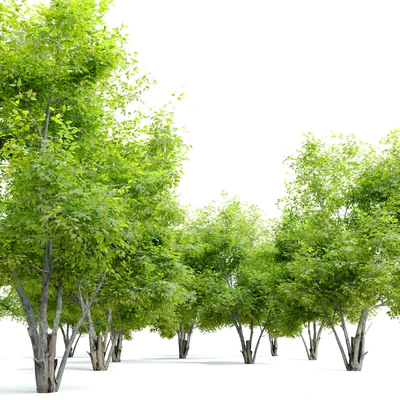 Alee chinese elm (Ulmus parvifolia Allee) — Ver 3