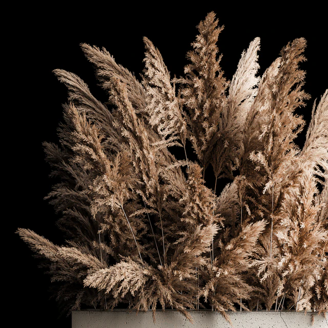 Dried flower bouquet of pampas from dry reeds in a concrete vase of pampas grass, Cortaderia. 268. — Descargar