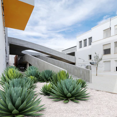 Agave plant — Вид 5