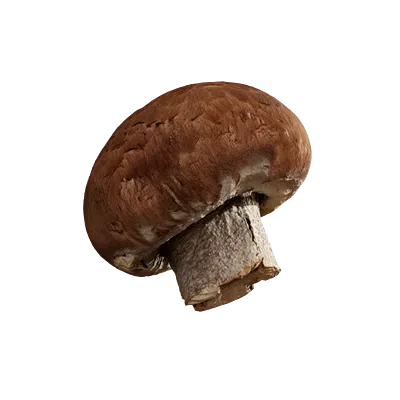 gilled mushroom 003 — Descargar