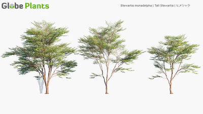 stewartia monadelpha — download