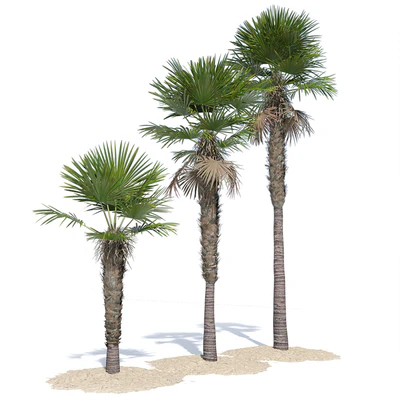 Trachycarpus fortunei palm tree — Вид 5