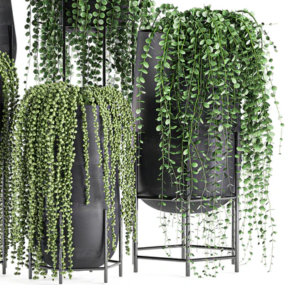 A collection of hanging plants in black pots on legs with Dyschidia, Rowley's Crossberry, Succulents, Rhipsalis. Set 549. — Ver 3