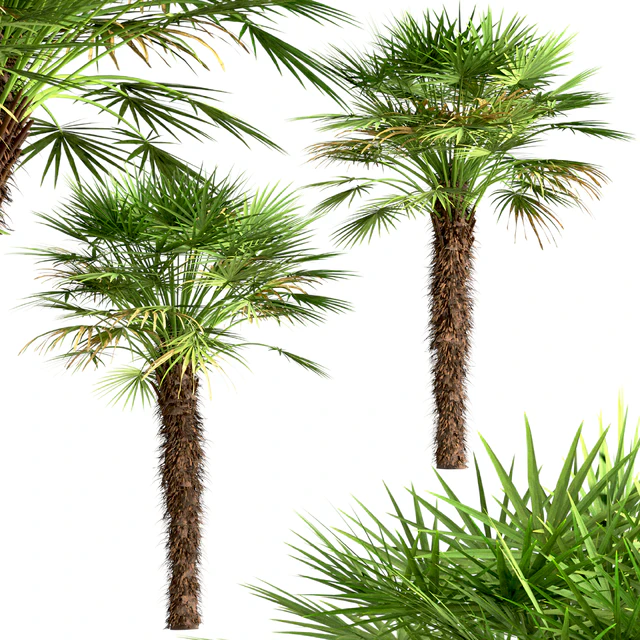 Set of European Fan Palm trees (Chamaerops Humilis) (3 Trees) — Descargar