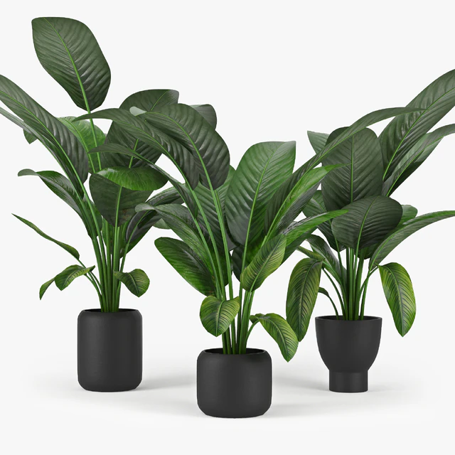 Tropical Palm — Скачать
