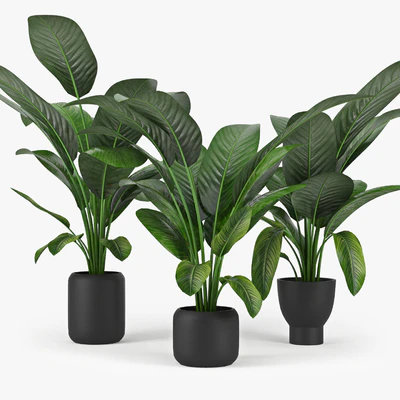 Tropical Palm — Вид 1