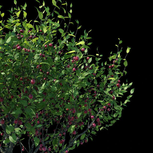 Plum — Descargar