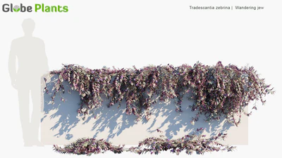 tradescantia zebrina — download