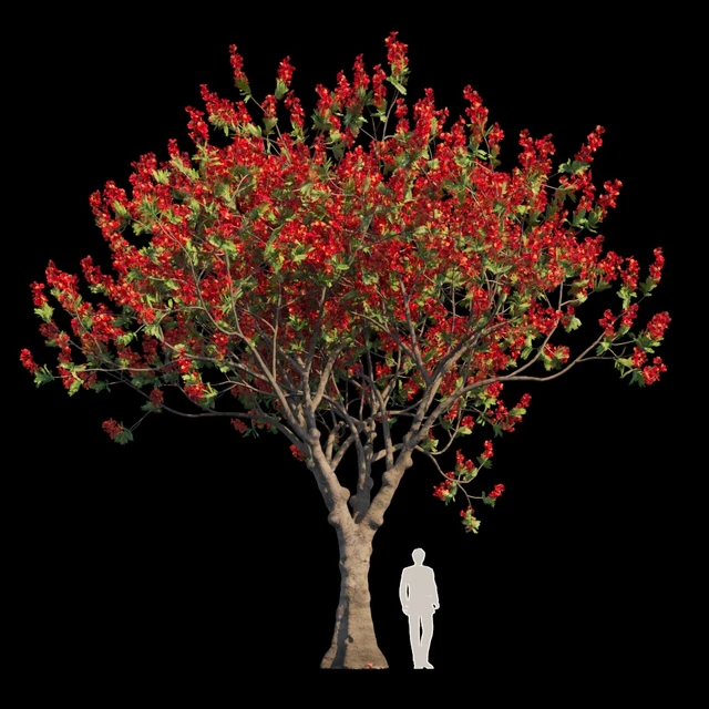 Delonix Regia | Flamboyant — Descargar