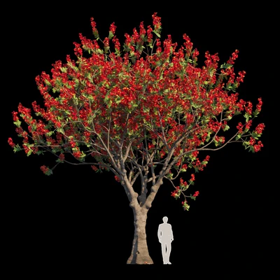 Delonix Regia | Flamboyant — Ver 1