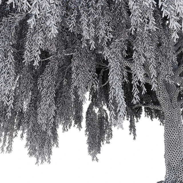 Ива (Salix, Willow) — Скачать