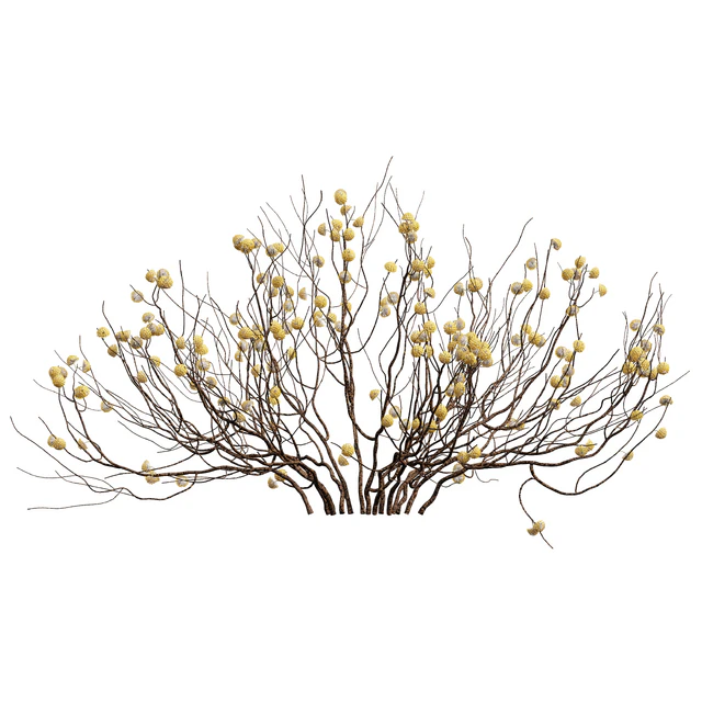 New Plant Edgeworthia Chrysantha Paperbush Viburnum Opulus Roseum Bush — Descargar