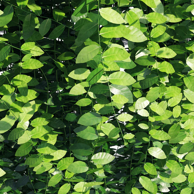Vernonia elliptica — Descargar
