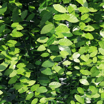 Vernonia elliptica — Ver 3