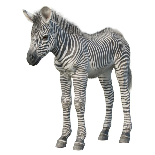 Baby Zebra — Скачать